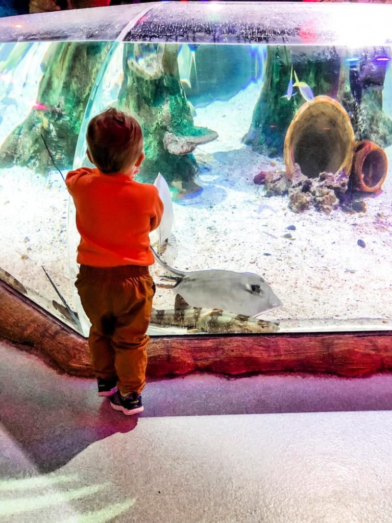 toddler standing in front of a large clear class aquarium looking at sting rays and fish.