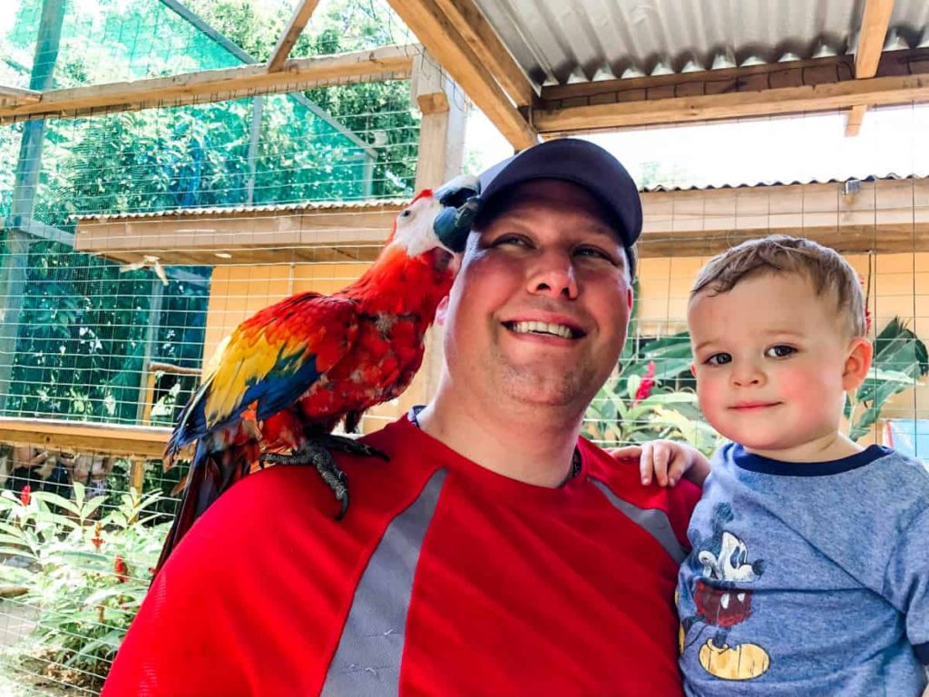 Red Macaw trying to eat a dad's hat while toddler watches.