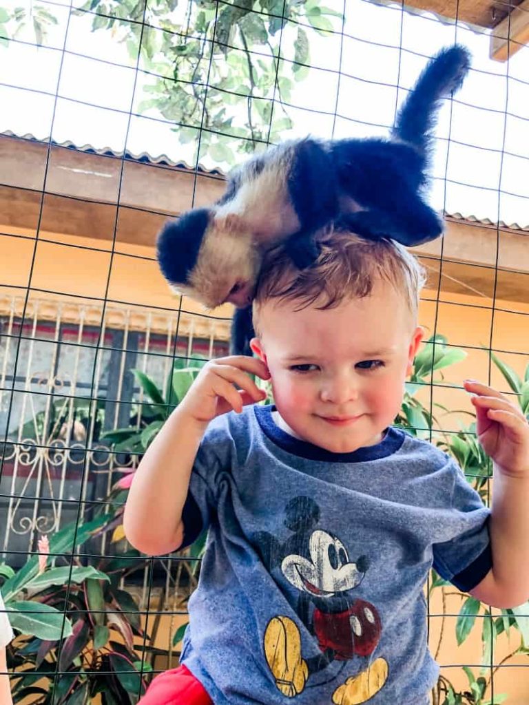 Toddler with a monkey on his head