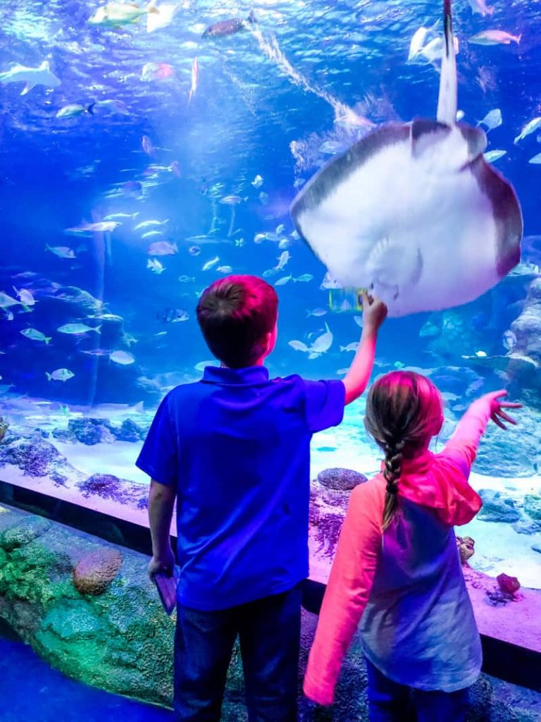 boy and girl pointing at a sting ray inside of a large aquarium