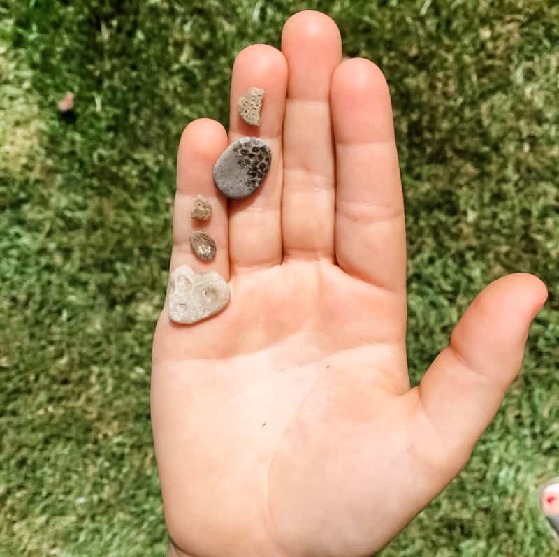 Photo of a hand holding 5 tiny petoskey stones