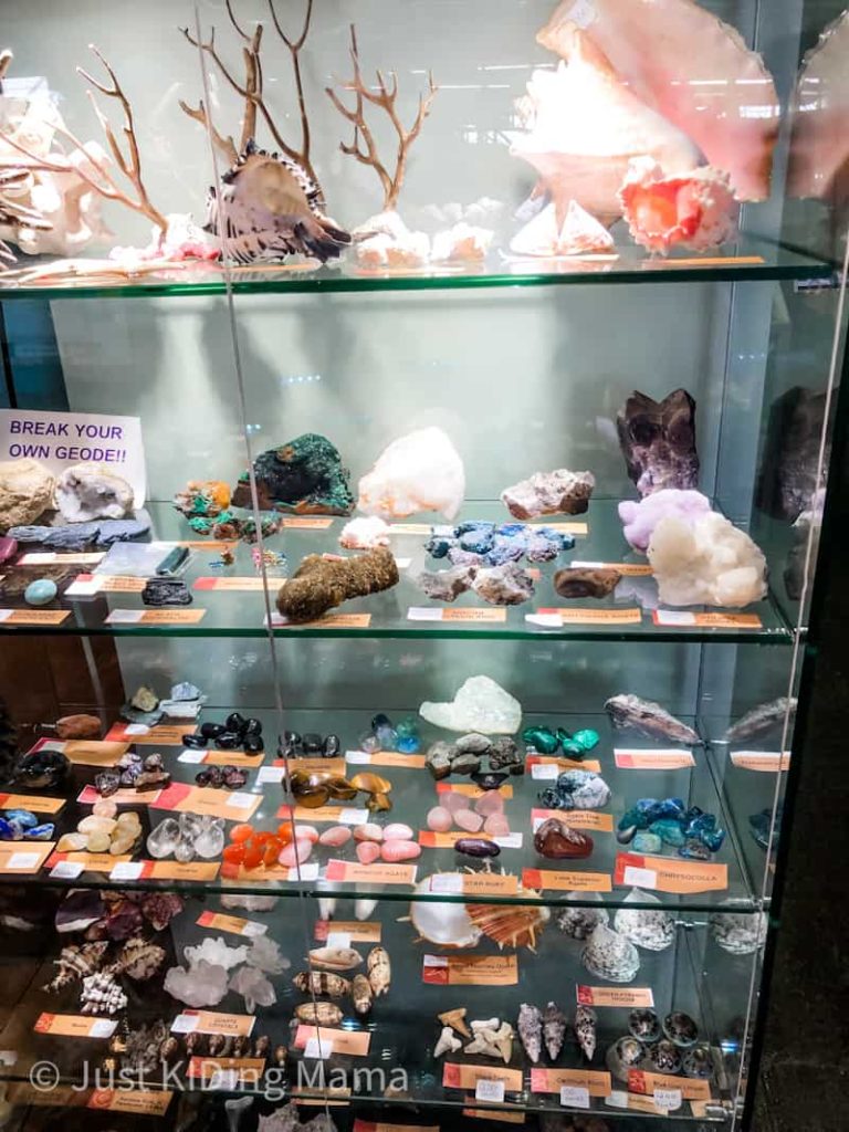 Display Case filled with rocks and bugs that have point value cards attached so that kids can determine how many trading points they need. 