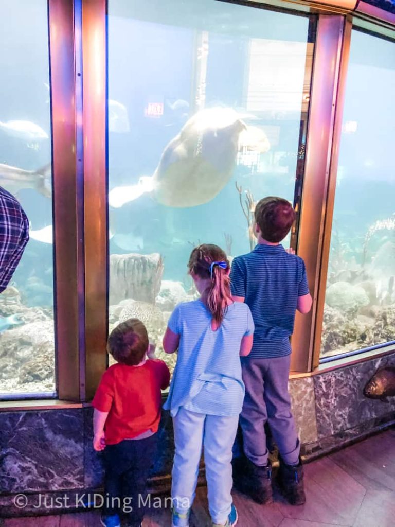 three kids watching a green sea turtle in a large aquarium. turtle is swimming with it's back end pointed up.