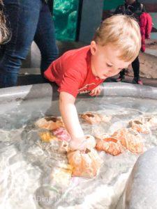 Boy reaching into a touch pool to pull out a shell.