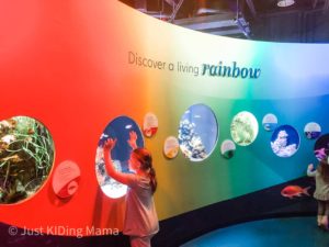 Girl standing and looking into a round aquarium window in a room of colored aquariums. 