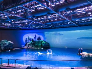 Aquarium show pool with beluga whale doing a tail flip. 